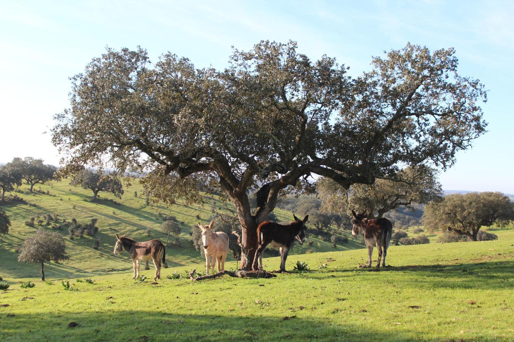 Agroturismo Xistos Cerca Exteriér fotografie