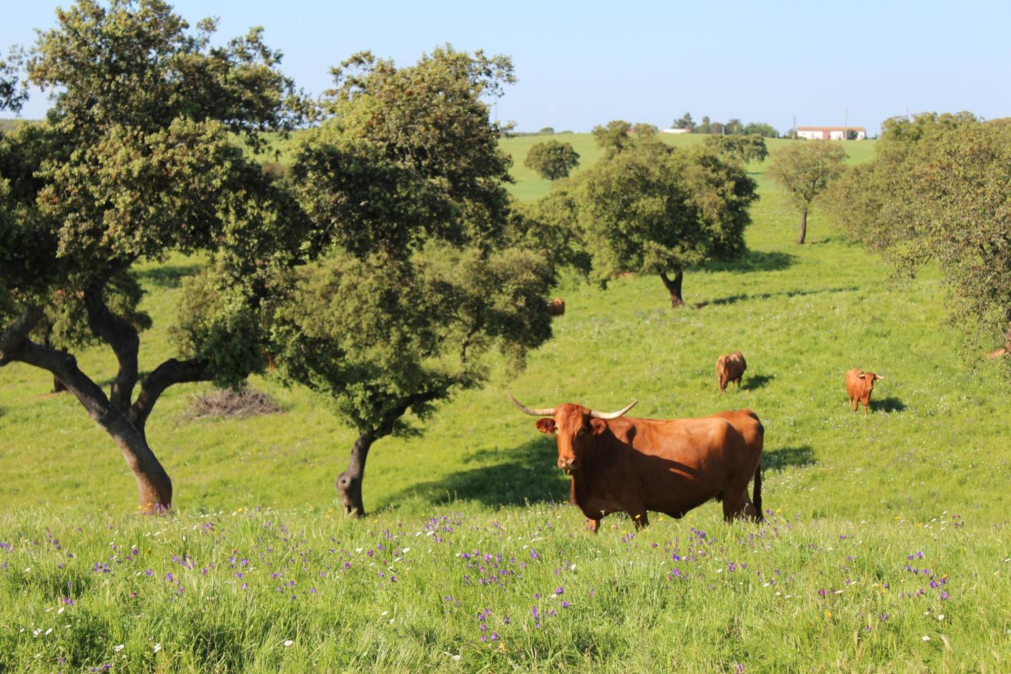 Agroturismo Xistos Cerca Exteriér fotografie
